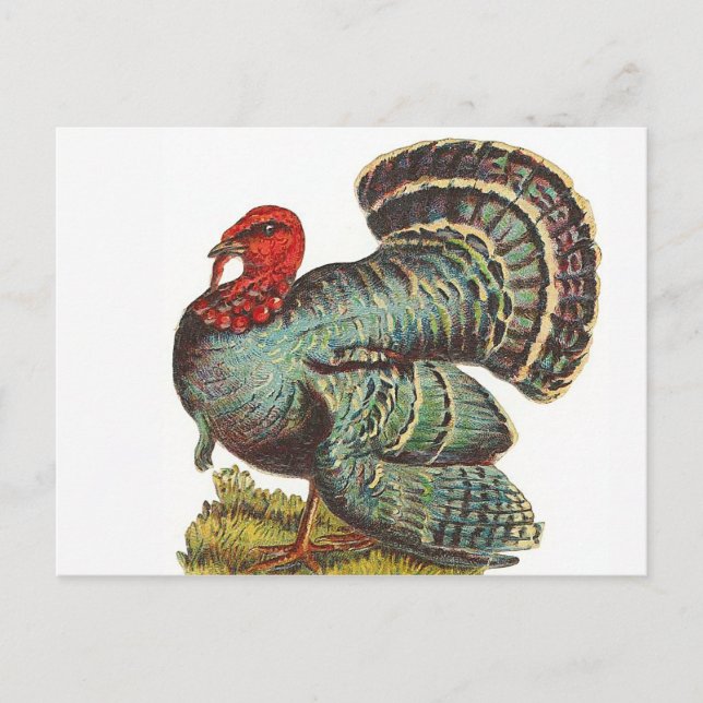 Vintage Turkey Postcard (Front)