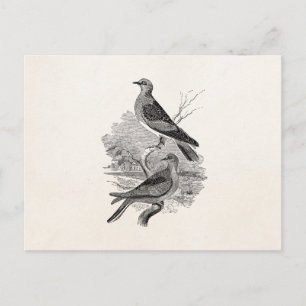 Vintage Turtle Doves Bird Personalized Dove Birds Postcard