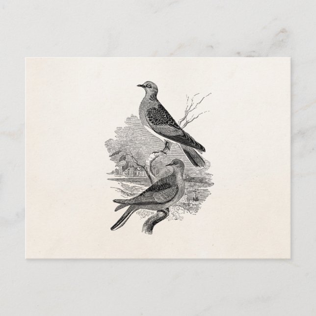 Vintage Turtle Doves Bird Personalized Dove Birds Postcard (Front)
