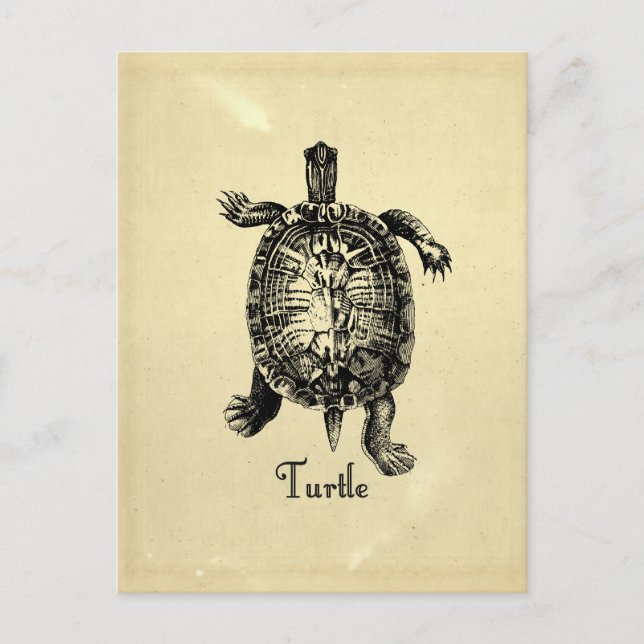 VINTAGE TURTLE POSTCARD (Front)
