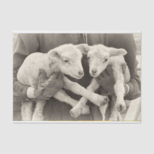 Vintage Twin Lambs Tissue Paper