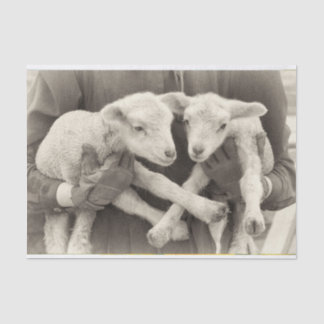 Vintage Twin Lambs Tissue Paper
