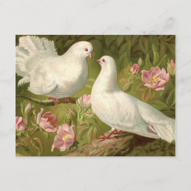 Vintage Two Easter Doves and Pink Roses Postcard (Front)