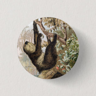 Vintage Two-Toed Sloth 1900 Book Illustration 1 Inch Round Button