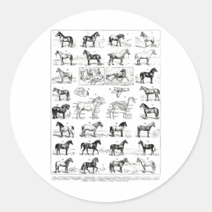 Vintage Types Of Horses Horse Breed Horseback Ridi Classic Round Sticker