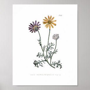 Vintage Ursinia Anthemoides Solar Fire Botanical  Poster