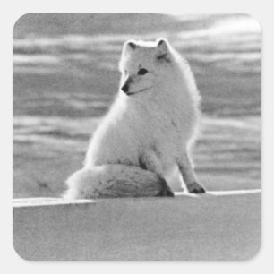 Vintage USA Alaska Arctic fox 1970 Square Sticker
