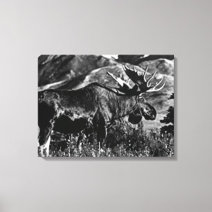 Vintage USA Alaska bull moose Canvas Print