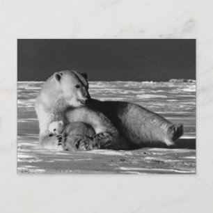Vintage USA Alaska mother polar bear Postcard