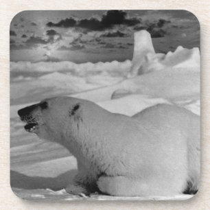 Vintage USA Alaska polar bear Coaster