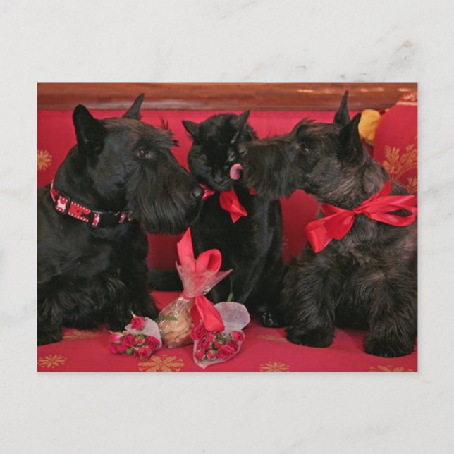 Vintage : Valentine's day - Holiday Postcard (Front)