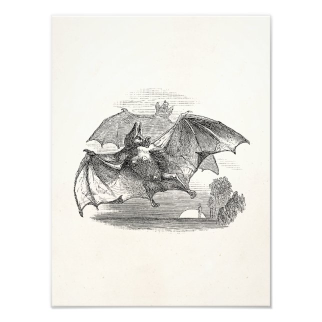 Vintage Vampire Bats Personalized Retro Bats Photo Print (Front)