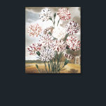 Vintage Variegated Carnation Flowers with Grey Sky Canvas Print<br><div class="desc">Vintage illustration botanical nature design featuring variegated carnations with an antique landscape design with grey storm clouds.</div>