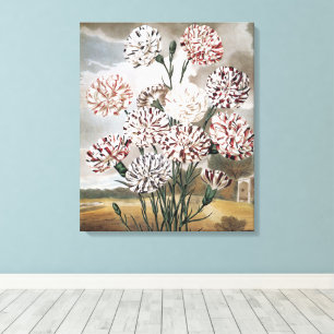 Vintage Variegated Carnation Flowers with Grey Sky Canvas Print