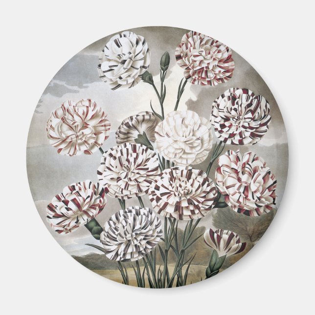 Vintage Variegated Carnation Flowers with Grey Sky Magnet (Front)