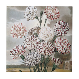 Vintage Variegated Carnation Flowers with Grey Sky Tile