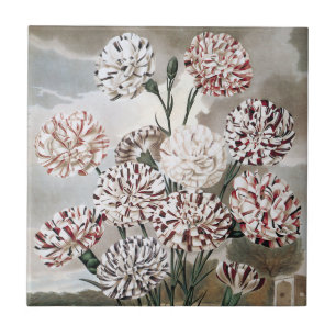Vintage Variegated Carnation Flowers with Grey Sky Tile