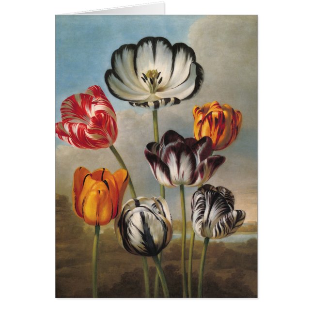 Vintage Variegated Tulip Flowers in a Landscape (Front)