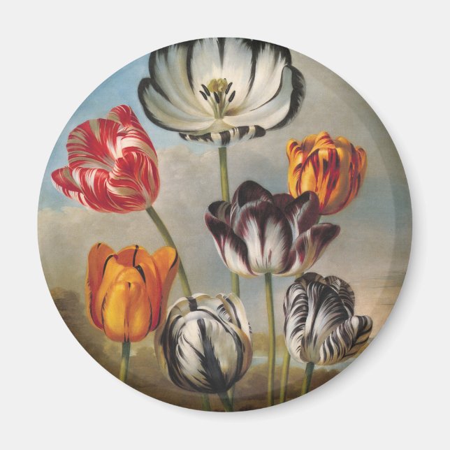 Vintage Variegated Tulip Flowers in a Landscape Magnet (Front)