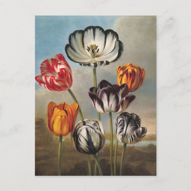 Vintage Variegated Tulip Flowers in a Landscape Postcard (Front)
