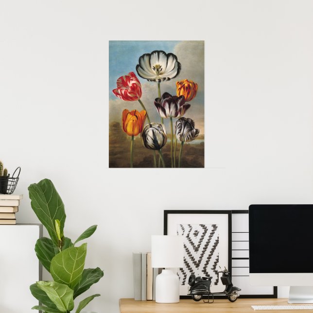 Vintage Variegated Tulip Flowers in a Landscape Poster (Home Office)