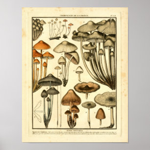 Vintage Varieties of Brown Mushrooms French Print
