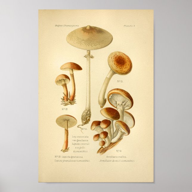 Vintage Variety Brown Mushrooms Art Print French (Front)