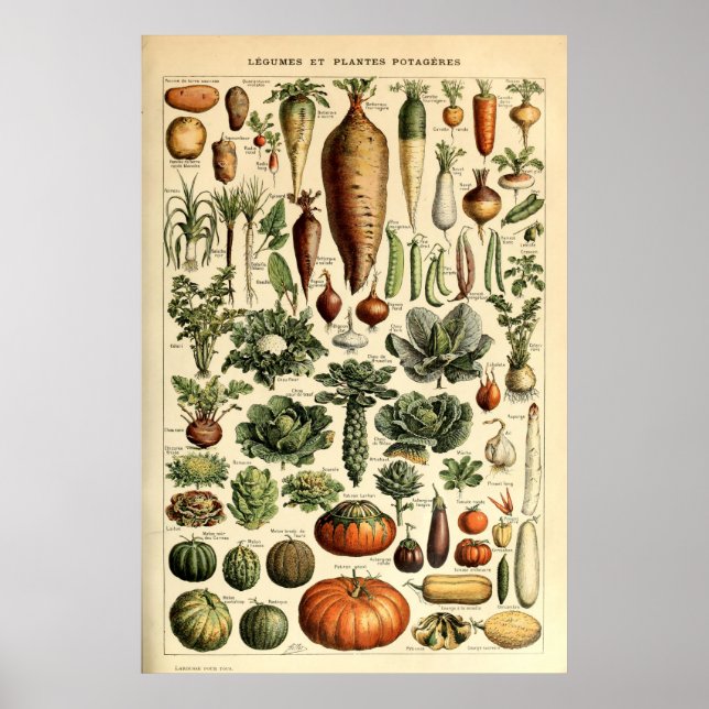 Vintage Vegetable Art by Adolphe Millot Poster (Front)