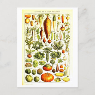Vintage Vegetable Botanical Illustration Postcard