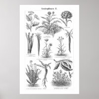 Vintage Vegetable Print Botanical German Poster