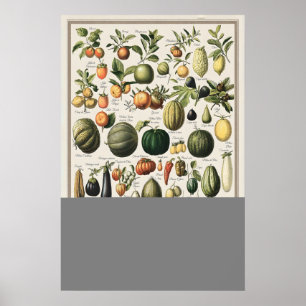 Vintage Vegetables Adolphe Millot Illustration Poster