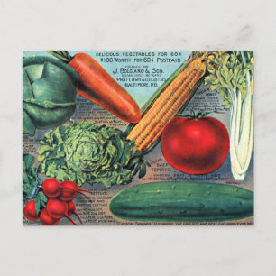 Vintage Vegetables Postcard