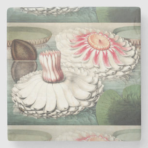 Vintage Victoria Regia Water Lily Art Print Stone Coaster