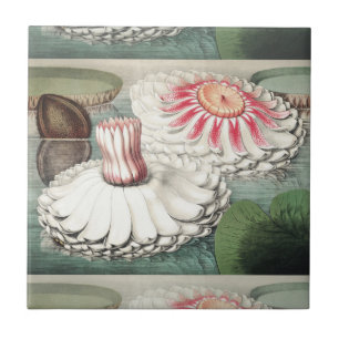 Vintage Victoria Regia Water Lily Art Print Tile