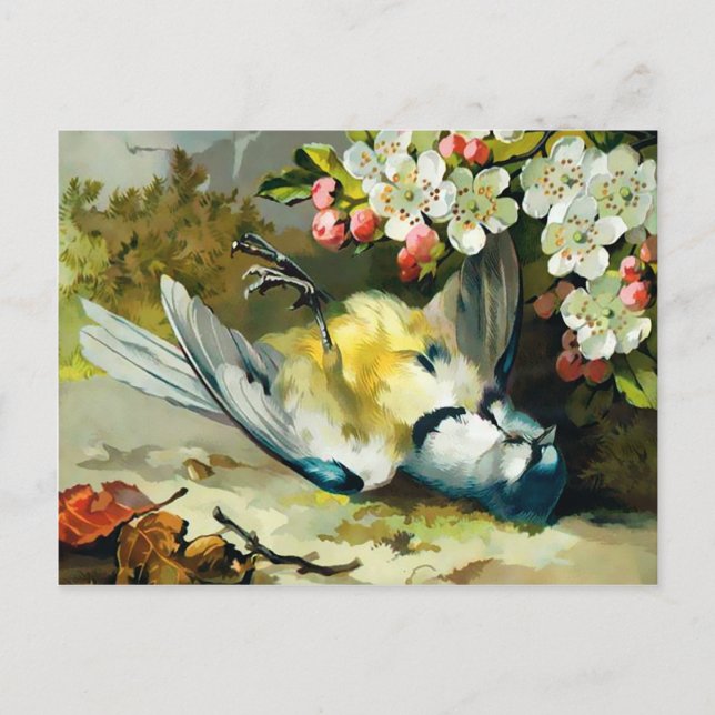 Vintage Victorian Dead Bird Postcard (Front)