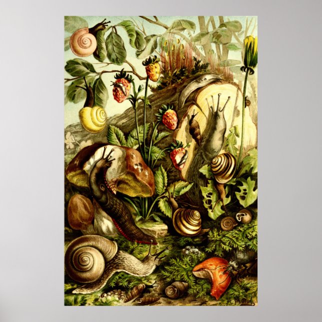 Vintage Victorian Era 1890 Snails Poster (Front)