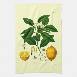 Vintage Victorian Era Lemon Botanical Illustration Kitchen Towel