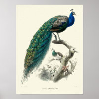 Vintage Victorian Era Peacock Pavo Cristatus Art
