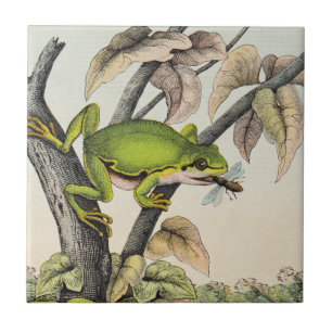 Vintage Victorian Frog eating Fly Tile