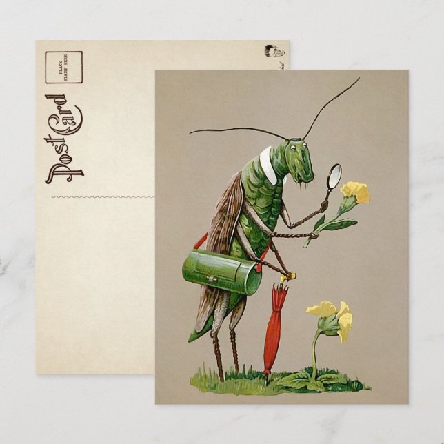 Vintage Victorian Grasshopper Postcard (Front/Back)