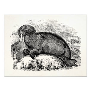 Vintage Walrus 1800s Walruses Illustration Photo Print
