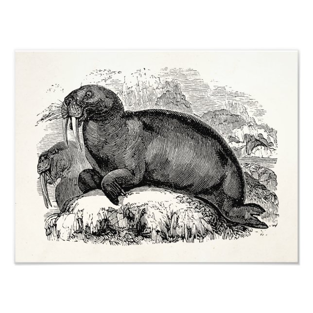 Vintage Walrus 1800s Walruses Illustration Photo Print (Front)