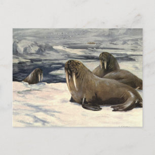 Vintage Walruses in the Arctic Snow by CE Swan Postcard