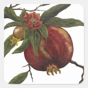 Vintage Watercolor Pomegranate Botanical sticker