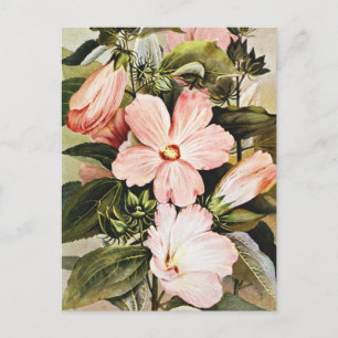 Vintage Watercolor Rose mallow Wildflowers Postcard