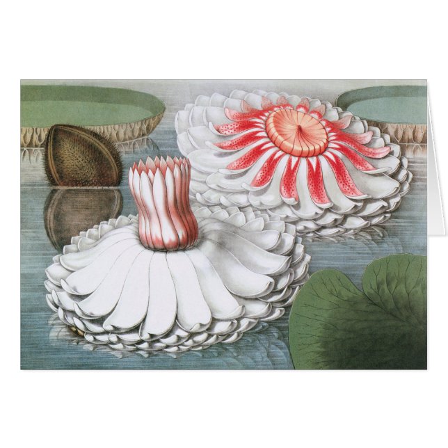 Vintage Waterlilies Flowers in a Garden Pond (Front Horizontal)