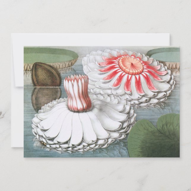 Vintage Waterlilies Flowers in a Garden Pond (Front)