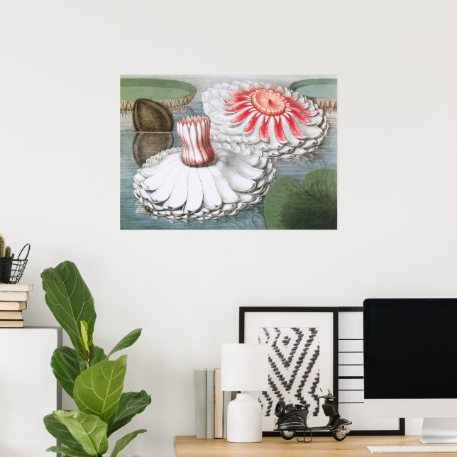 Vintage Waterlilies Flowers in a Pond Poster (Home Office)