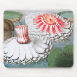 Vintage Waterlily Flowers, Waterlilies in a Pond Mouse Pad