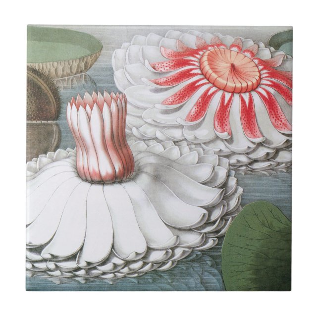 Vintage Waterlily Flowers, Waterlilies in a Pond Tile (Front)
